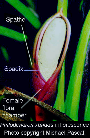 Philodendron xanadu inflorescence, Photo Copyright Michael Pascall